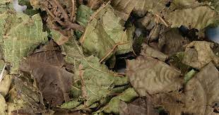Alchornea Leaf (Alchornea cordifolia) is a resilient tropical herb traditionally used in West African herbal medicine for its powerful health properties.