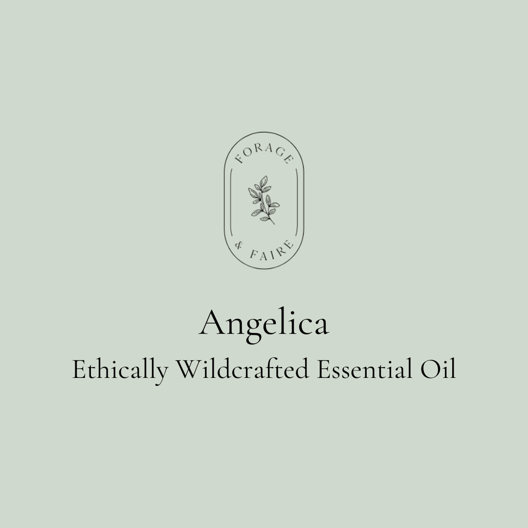 Angelica Essential Oil