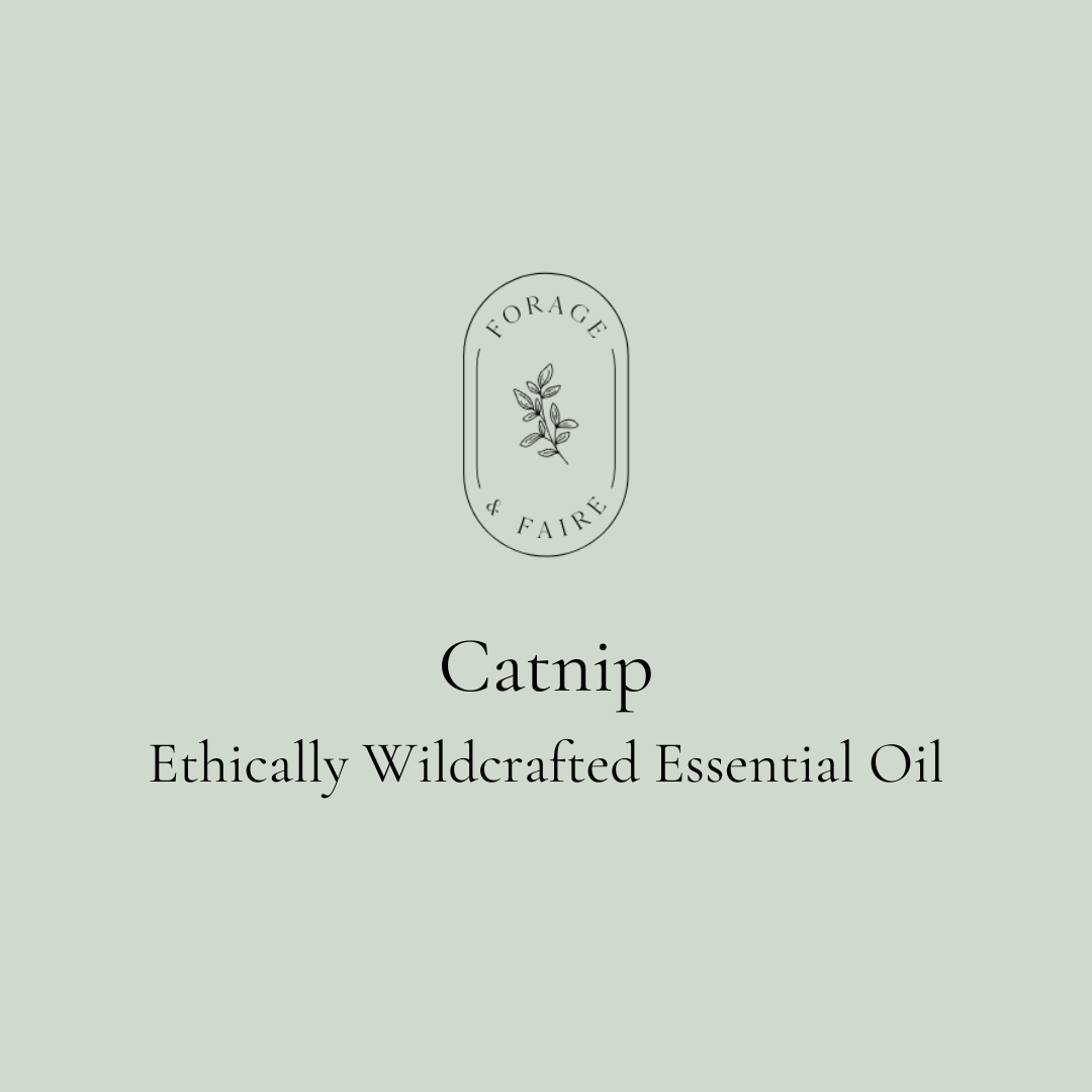 Catnip Essential Oil