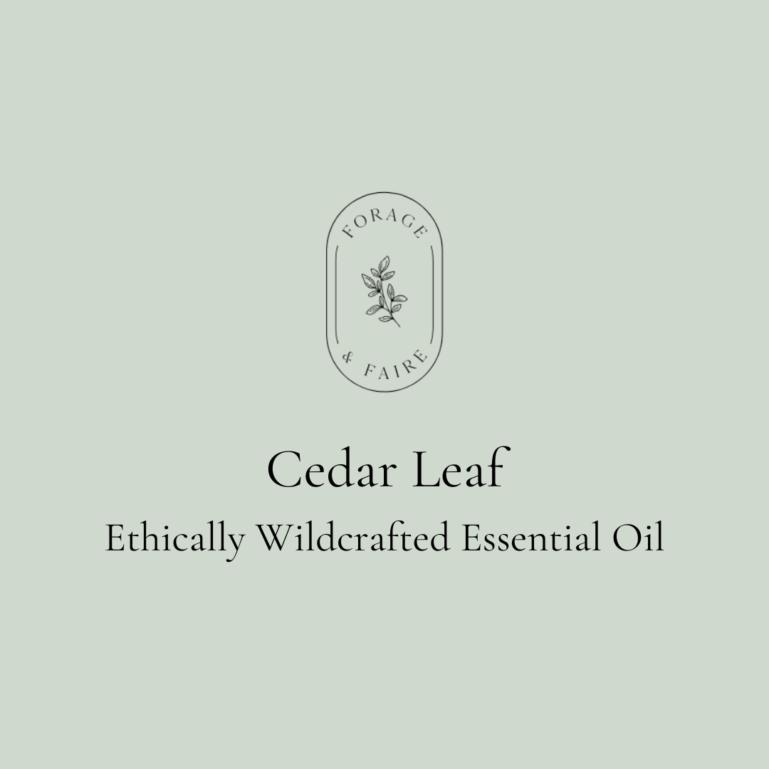 Cedar Leaf Essential Oil