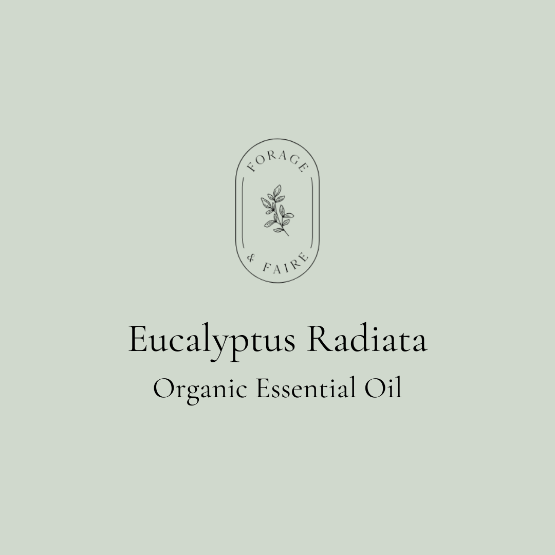 Eucalyptus Radiata Essential Oil