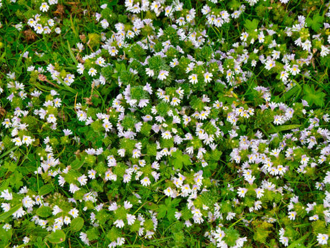 Eyebright (Euphrasia officinalis) is a powerful healing herb that belongs to the same family as Figwort. Eyebright originates in the dry meadows of Europe and has been used in traditional healing modalities for many centuries.