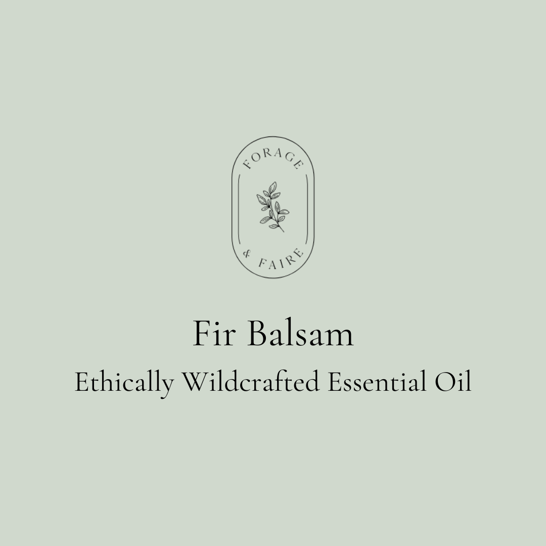 Fir Balsam Essential Oil