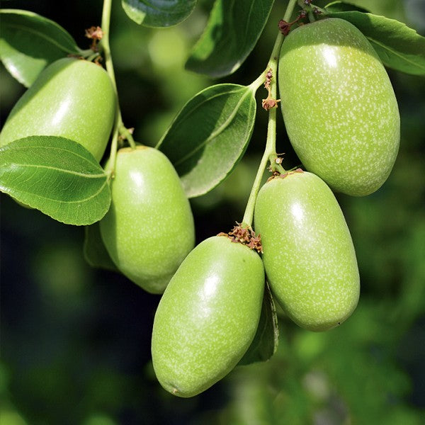 Our organically crafted Jojoba Oil is cold pressed from the seeds of the Simmondsia chinensis shrub, which originates in the Sonoran Desert of Arizona, Northern Mexico and arid California. Although referred to as an oil, Jojoba is actually a liquid plant wax with remarkably similar properties to our skin's own sebum - the oily secretions our skin produces to protect itself.