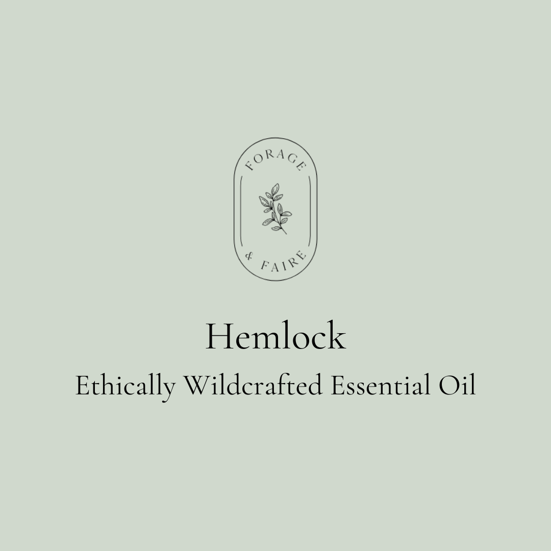 Hemlock Essential Oil