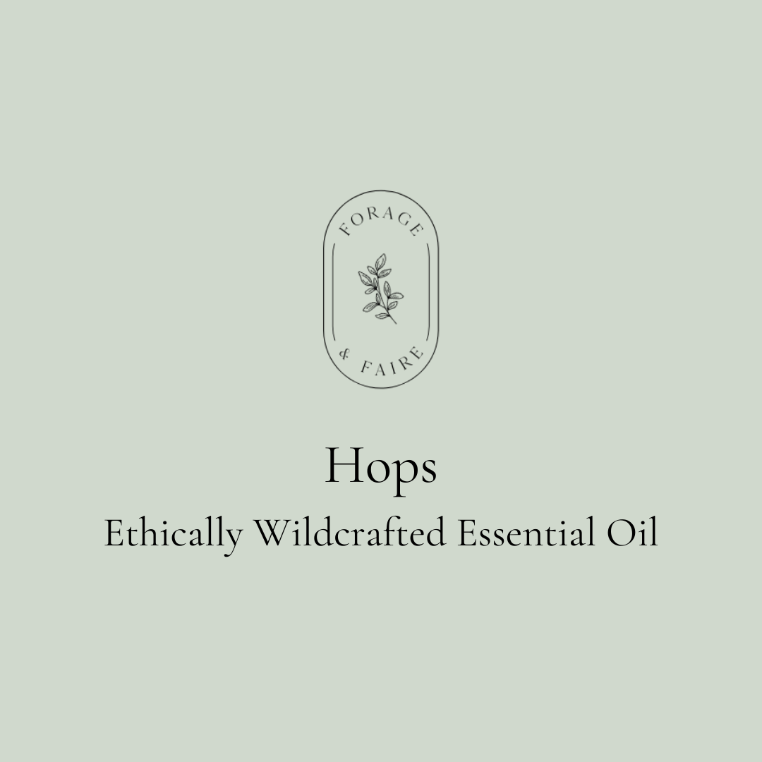 Hops Essential Oil