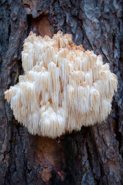 Lion's Mane (Steamed) Powder