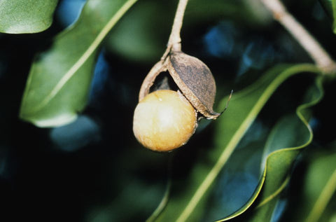 Our Macadamia Nut Oil is cold-pressed from uncertified organic macadamia nuts, offering a silky, nutrient-rich oil renowned for its deeply moisturizing and skin-replenishing properties.
