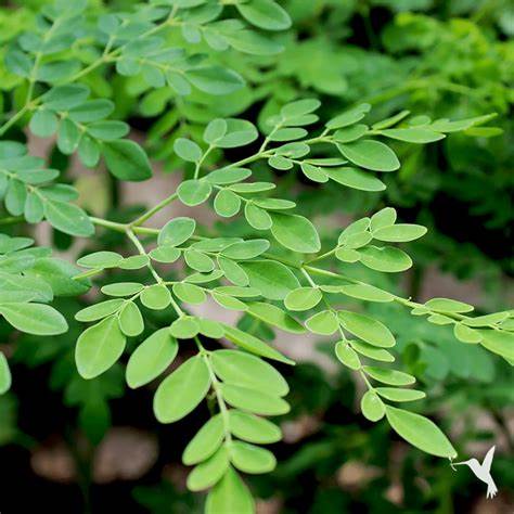 Moringa Oil