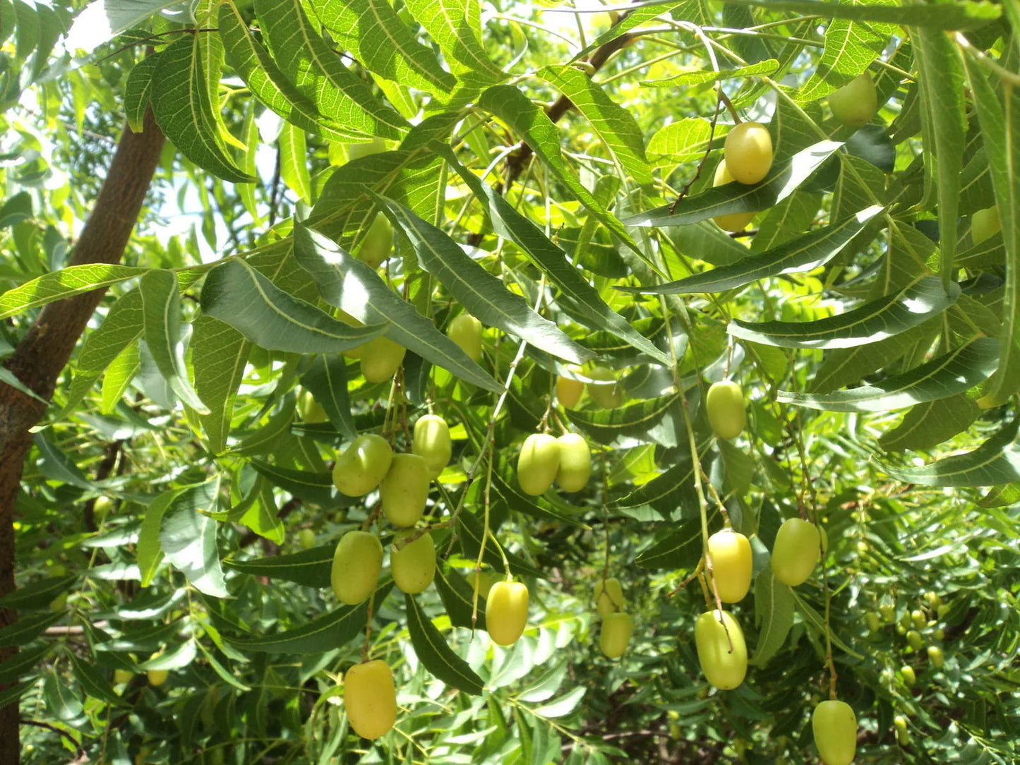Our organically crafted Neem Oil is cold-pressed from the seeds of the Azadirachta indica trees, which originate in the Indian subcontinent. Neem is commonly referred to as "the village pharmacy" for its ability to support so many different facets of our health and wellbeing.