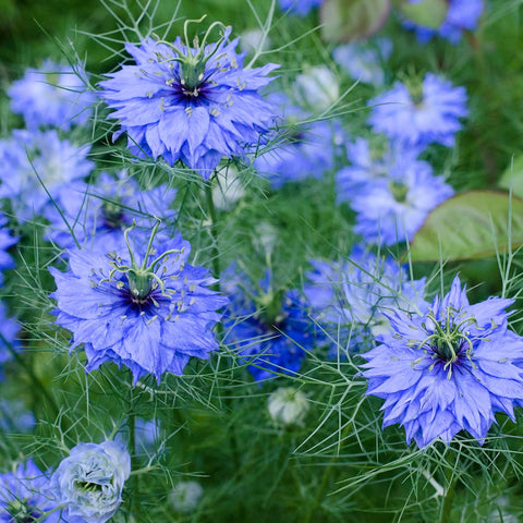 Our Black Seed Oil is handcrafted from cold-pressed, organically grown flowering Nigella sativa, a medicinal plant native to southwest Asia and the Mediterranean.
