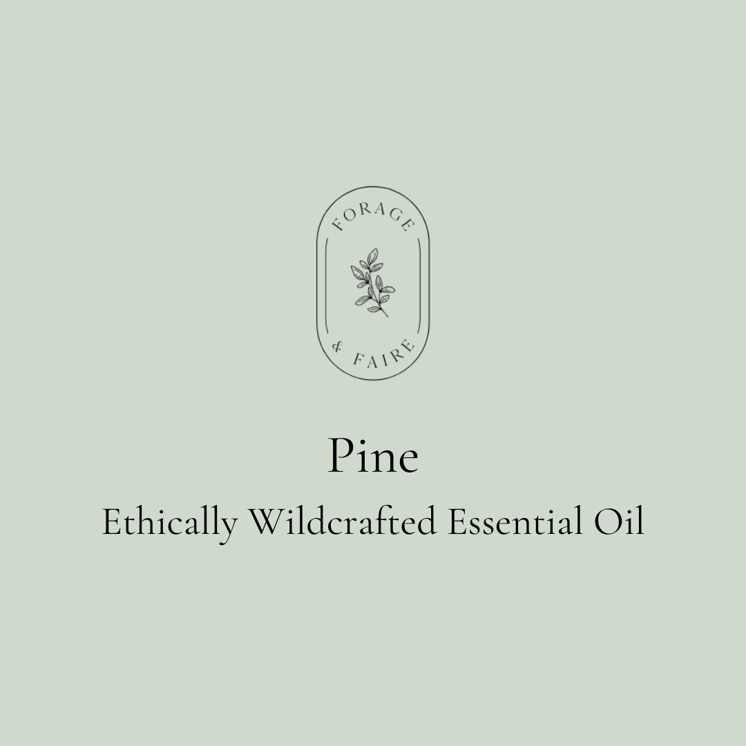 Pine Essential Oil