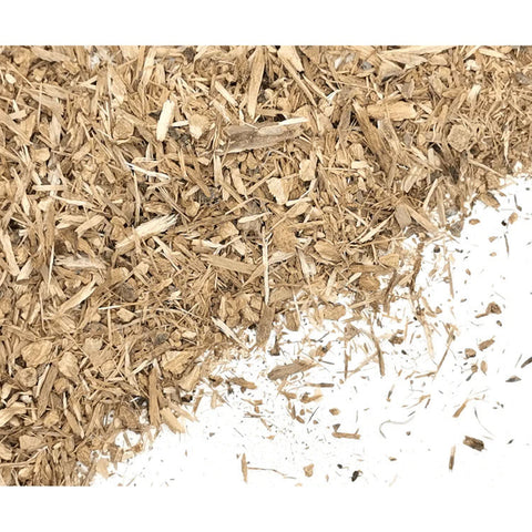 Quaking Aspen (Populus tremuloides) is a highly valuable herbal ally that has a long history of use for its many health supporting properties