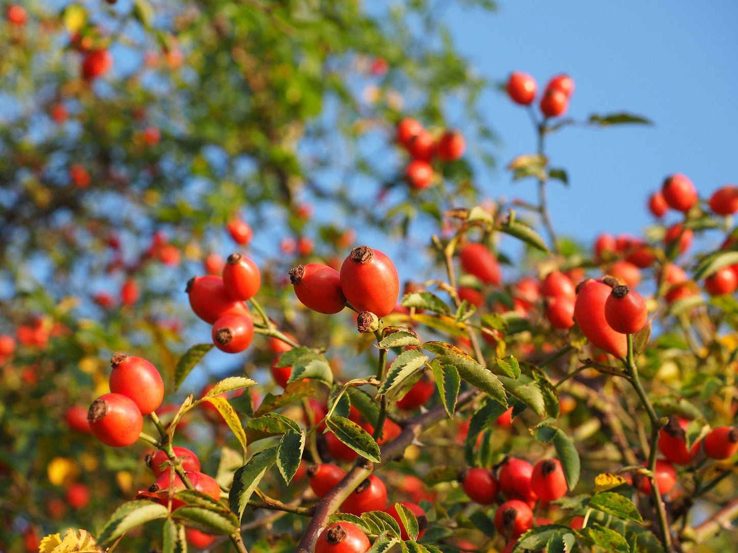 Our organically crafted Rosehip carrier oil is cold pressed from the seeds, or hips, of the wild rose shrub Rosa rubiginosa which originates in the southern Andes of Chile.
