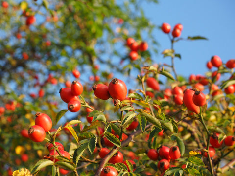 Our Rosehip Oil is cold-pressed from the organically grown seeds of Rosa canina. Rosehip Oil is cherished for its rejuvenating, restorative benefits for skin health.