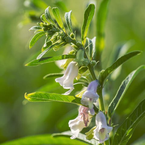 Our Sesame Oil is cold-pressed from organically grown Sesamum indicum seeds, offering a warm, nutrient-rich oil traditionally used in Ayurvedic practices for its grounding, detoxifying, and deeply moisturizing qualities.