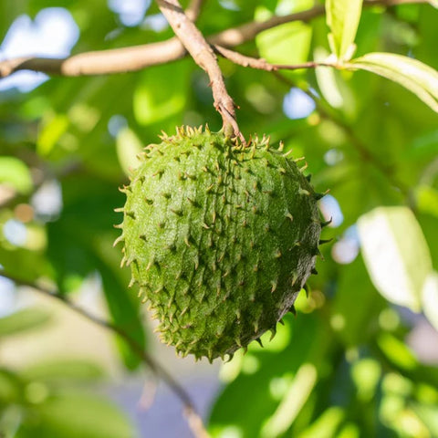 Our Soursop Seed Oil is cold-pressed from the organically grown seeds of the Annona muricata fruit. Soursop Oil is used in traditional herbal practices for its skin-rejuvenating and protective qualities.