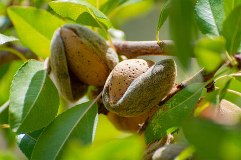 Our Sweet Almond Oil is cold-pressed from the organically grown seeds of Prunus amygdalus dulcis and is cherished for its lightweight, deeply moisturizing properties.