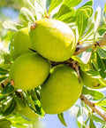 Our Argan Oil is handcrafted from organically grown, cold-pressed Argan kernels.