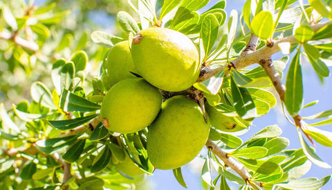 Our Argan Oil is handcrafted from organically grown, cold-pressed Argan kernels.