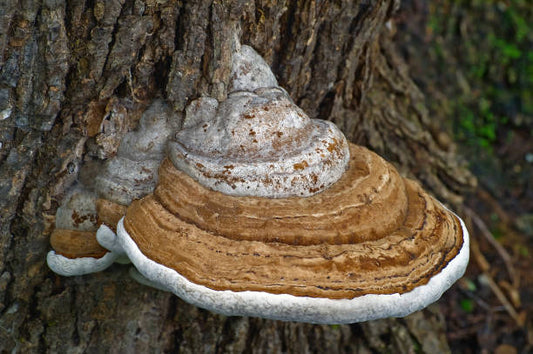 Artist's Conk (Ganoderma applanatum) is a medicinal, health supporting fungi that is found on most species of hardwoods and some conifers in wooded areas, such as Canada and the United States.