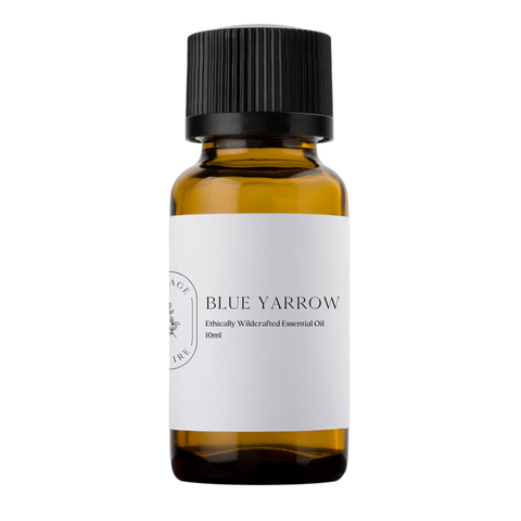 Our Ethically Wildcrafted Blue Yarrow Essential Oil is prized in aromatherapy for its deep, herbaceous aroma with soft sweet undertones. Often used to encourage a calming and grounding atmosphere, it blends beautifully with floral, citrus, and woodsy oils for relaxing diffuser and wellness rituals..