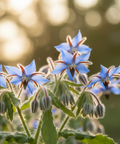 Our Borage Seed Oil is a premium botanical oil known for its high gamma-linolenic acid (GLA) content and rich, lightweight texture.&nbsp;Cold-pressed from borage seeds, it is commonly used in skincare and hair care routines to help support soft, hydrated skin and smooth, conditioned hair.