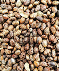 Our Castor Oil is high-quality, hexane-free and cold-pressed from organically grown Castor beans. Castor Oil is a thick, nutrient-rich oil traditionally used to support skin hydration, hair growth, and gentle detoxification.
