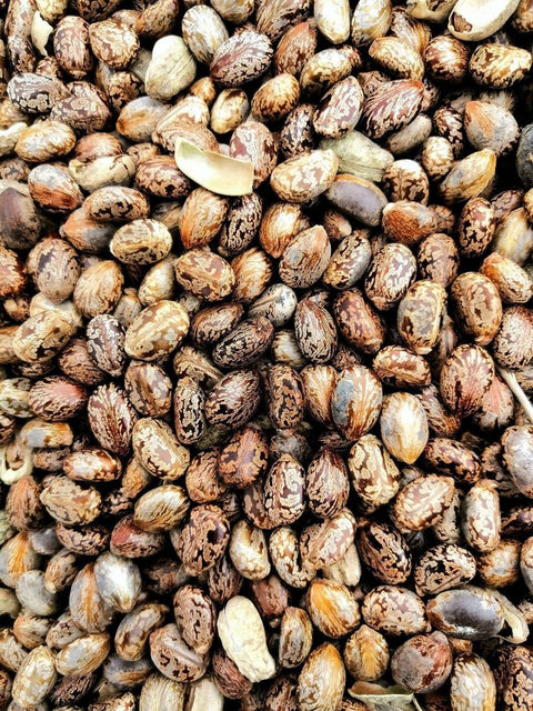 Our Castor Oil is high-quality, hexane-free and cold-pressed from organically grown Castor beans. Castor Oil is a thick, nutrient-rich oil traditionally used to support skin hydration, hair growth, and gentle detoxification.