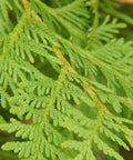 Cedar Leaf (Thuja plicata) is a coniferous tree belonging to the Cypress family that grows widespread throughout the Pacific Northwest. Cedar Leaf, otherwise commonly known as Thuja, has a long history of use amongst Indigenous Americans for its health supporting properties.