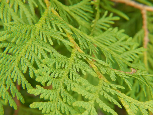 Cedar Leaf (Thuja plicata) is a coniferous tree belonging to the Cypress family that grows widespread throughout the Pacific Northwest. Cedar Leaf, otherwise commonly known as Thuja, has a long history of use amongst Indigenous Americans for its health supporting properties.
