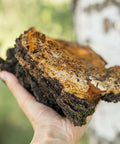 Chaga (Inonotus obliquus)  comes from deep in the hardwood forests on mature birch trees. The birch bark helps Chaga produce unique triterpenoids and polysaccharides not found in other mushrooms that may help support healthy digestion, inflammation, and immune response.