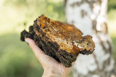 Chaga (Inonotus obliquus)  comes from deep in the hardwood forests on mature birch trees. The birch bark helps Chaga produce unique triterpenoids and polysaccharides not found in other mushrooms that may help support healthy digestion, inflammation, and immune response.