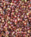 Cherry Coffee Tree (Cascara), the dried outer husk of the coffee cherry, has a long history of use in traditional cultures across Central and South America.