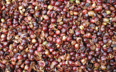 Cherry Coffee Tree (Cascara), the dried outer husk of the coffee cherry, has a long history of use in traditional cultures across Central and South America.
