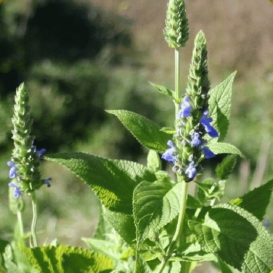 Our organically crafted Chia Seed Oil is cold pressed from the flowering plant Salvia hispanica, which is in the mint family (Lamiaceae) native to Central America.