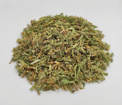 Club Moss (Lycopodium clavatum) is a traditional herb used in European and Indigenous herbal practices for its many health supporting properties.