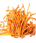 Cordyceps Mushroom (Cordyceps militaris) has a long history of use in traditional Tibetan and Chinese healing modalities. Cordyceps was traditionally used in Tibetan medicine as a tonic to improve energy and endurance as well as to support the immune system.