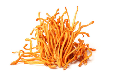 Cordyceps Mushroom (Cordyceps militaris) has a long history of use in traditional Tibetan and Chinese healing modalities. Cordyceps was traditionally used in Tibetan medicine as a tonic to improve energy and endurance as well as to support the immune system.