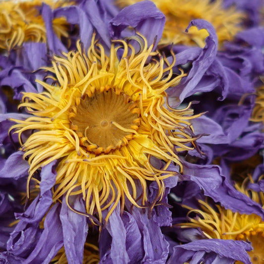 Blue Lotus (Siamese Dream) Flowers