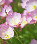 Our Evening Primrose Oil is cold-pressed from organically grown Evening Primrose seeds, offering a delicate, nutrient-rich oil renowned for its support of skin health and hormonal balance.