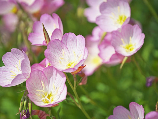 Our organically crafted Evening Primrose Oil (EPO), also called Evening Primrose Seed Oil, is cold pressed from the seeds of Oenothera biennis, native to eastern and central North America.