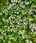 Eyebright (Euphrasia officinalis) is a powerful healing herb that belongs to the same family as Figwort. Eyebright originates in the dry meadows of Europe and has been used in traditional healing modalities for many centuries.
