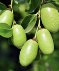 Our Jojoba (Golden) Carrier Oil&nbsp;is cold-pressed from the seeds of the Simmondsia chinensis plant, offering a silky, golden oil that closely mimics the skin’s natural sebum. 