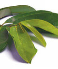 Graviola (Annona muricata), otherwise commonly known as Soursop, is a tropical fruit that is renowned for its healing and health supporting benefits. Graviola comes from a common evergreen tree in Mexico, the Caribbean and parts of South America.