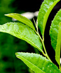 Our Green Tea Oil is cold-pressed from the seeds of the Camellia sinensis plant, offering a lightweight, antioxidant-rich oil traditionally used to nourish, protect, and soothe the skin.