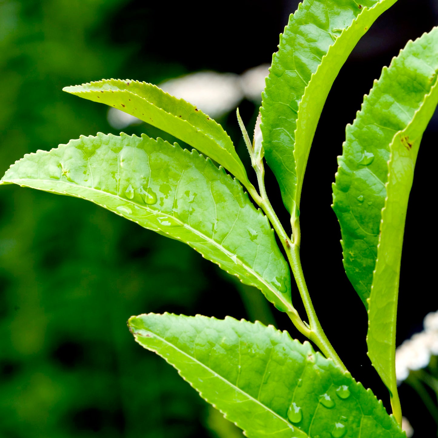 Our organically crafted Green Tea Carrier Oil is derived from the Tea plant (Camellia sinensis), belonging to the the family and originating in Southeast Asia.