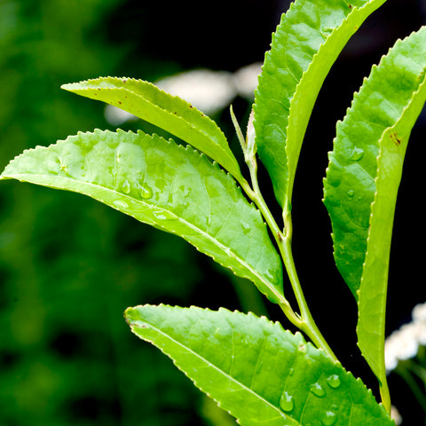 Our Green Tea Oil is cold-pressed from the seeds of the Camellia sinensis plant, offering a lightweight, antioxidant-rich oil traditionally used to nourish, protect, and soothe the skin.