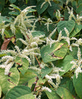 Japanese Knotweed (Fallopia japonica) originates in various parts of Asia where it has an extensive history of use for its health supporting properties