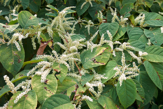 Japanese Knotweed (Fallopia japonica) originates in various parts of Asia where it has an extensive history of use for its health supporting properties